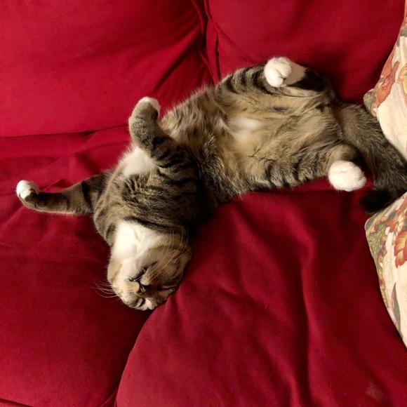 Meet your Posher, Brenda - Picture 7 of 8